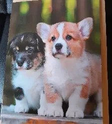 2 hondjes op een kaart inclusief enveloppe