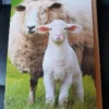 Lammetje en schaap kaart incl. enveloppe