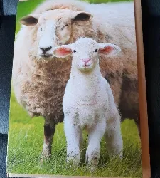 Lammetje en schaap kaart incl. enveloppe