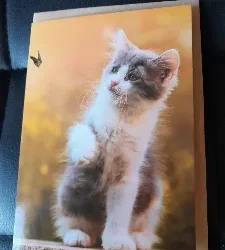 Kat met vlinder inclusief enveloppe