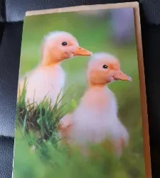 Kuikens kaart met enveloppe